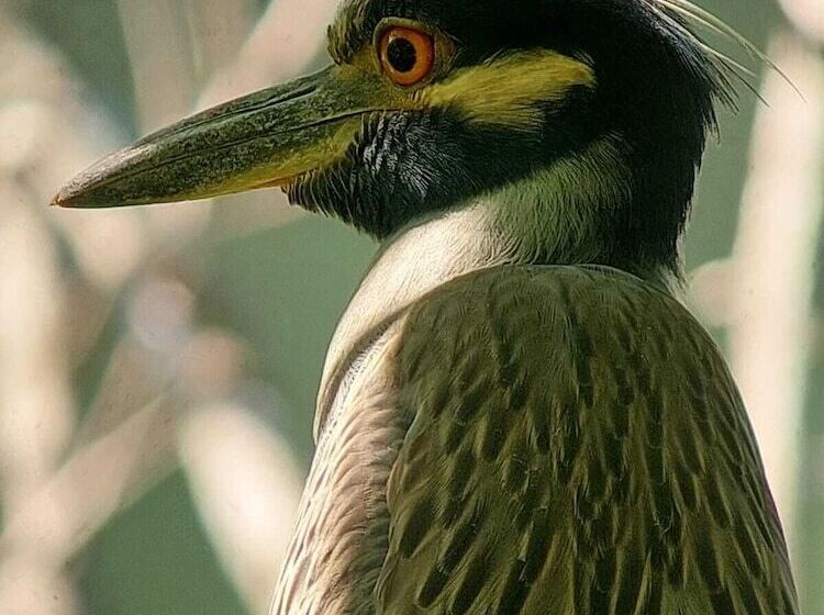 Corcovado Foundation Biohostel