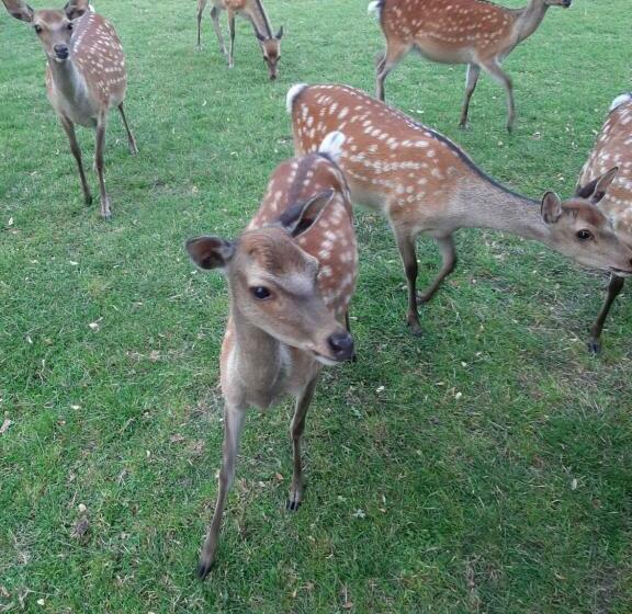 فندق Gutshaus Pinnow