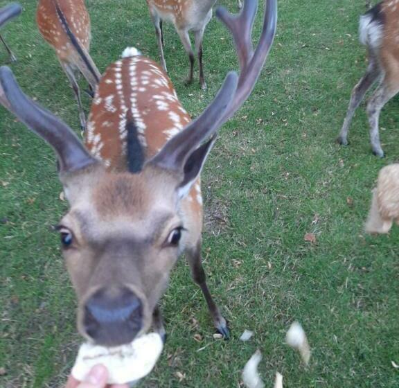 فندق Gutshaus Pinnow