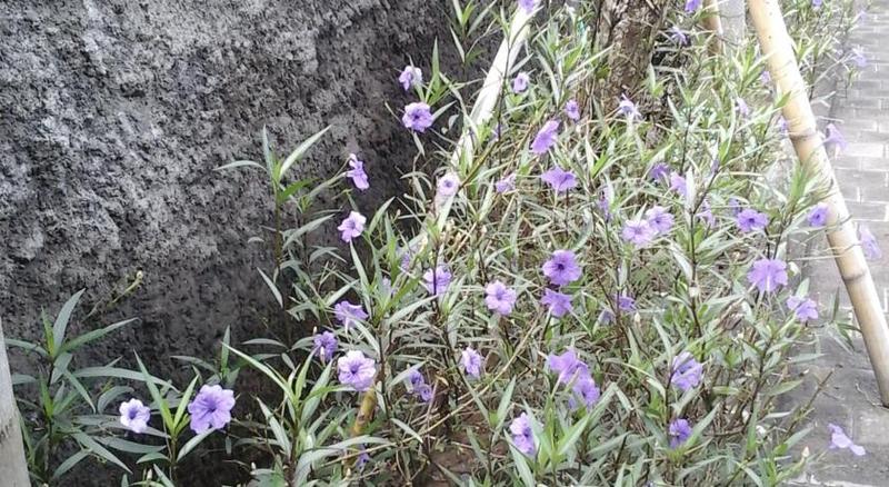 ホテル Dream @ Jimbaran