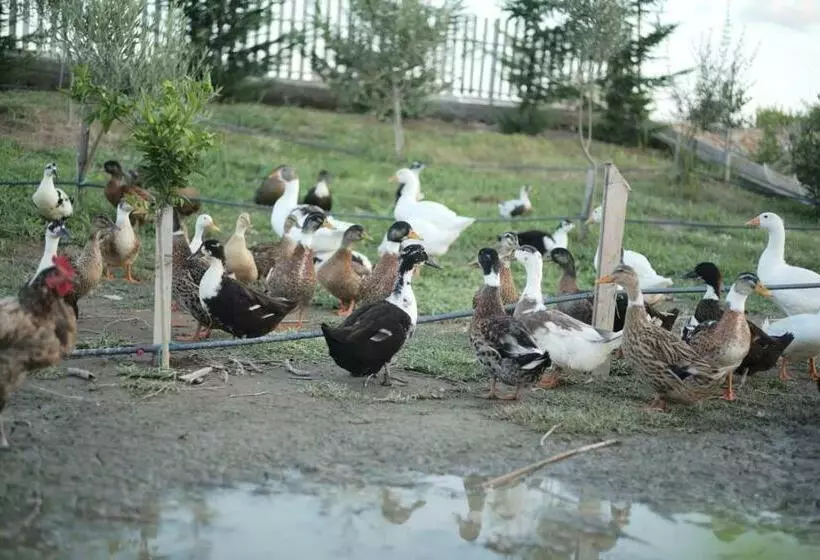 リゾートホテル Natyra E Ishullit, Lezhe ,ishull Shengjin, Lezhe, Alessio, Shengjin