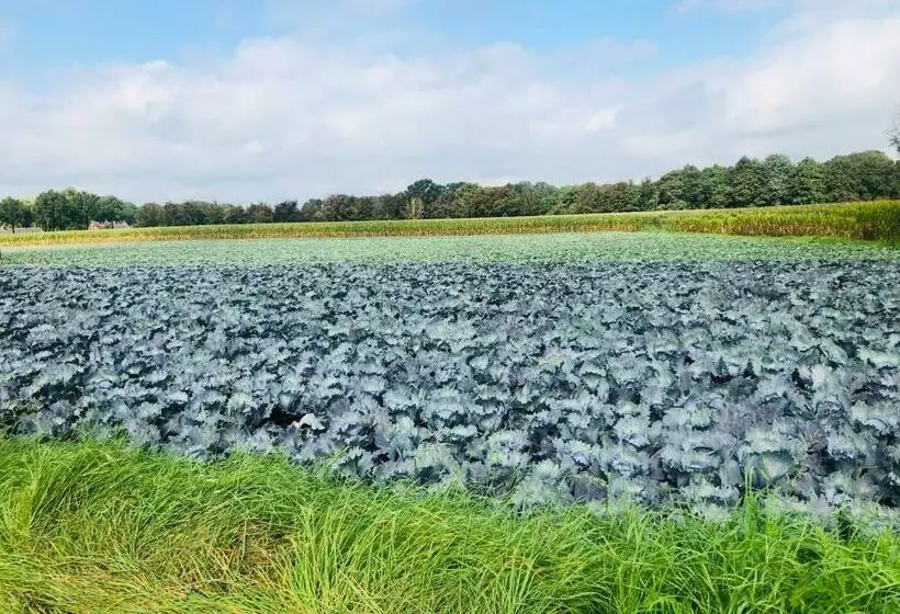 Aamiaismajoitus (B&B) B &b Yuupke Maasbree Noord Limburg Venlo Roermond