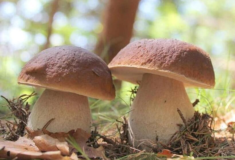 ペンション Le Haut Repaire