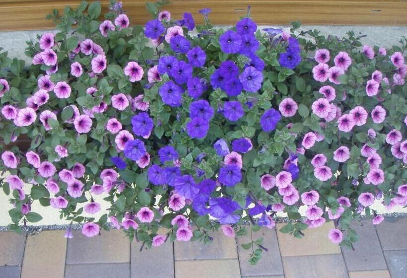 Austrian Alps Haus Kienreich