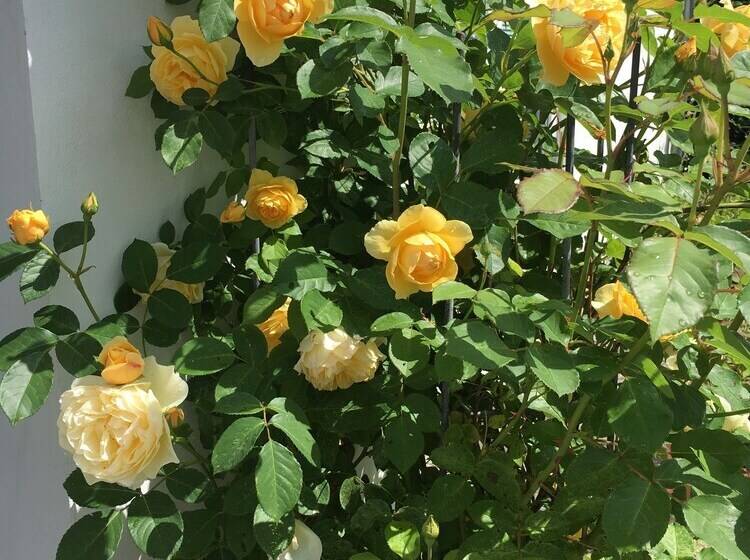 פונדק Helts B&b   Helts Guesthouse