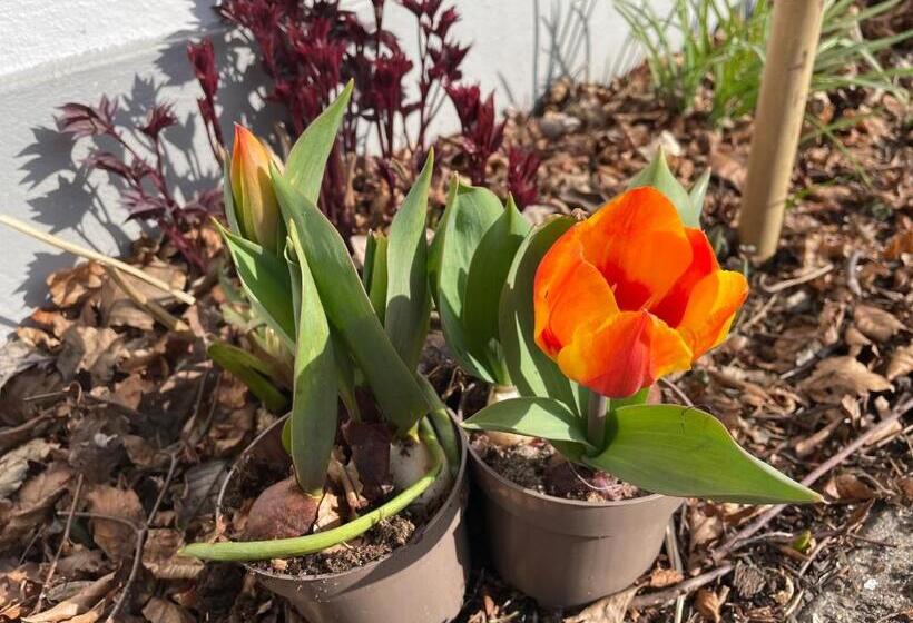 פונדק Helts B&b   Helts Guesthouse