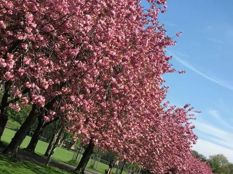 پانسیون Edinburgh 37