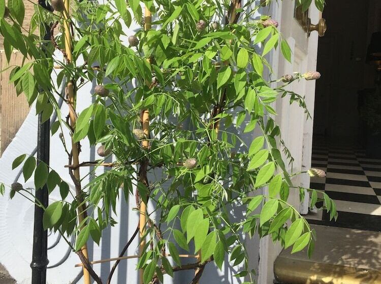 פנסיון Edinburgh 37