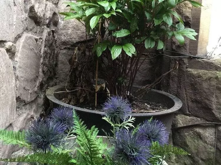 پانسیون Edinburgh 37