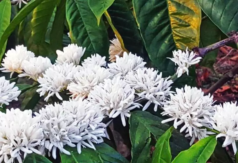 Lomakeskus Turtle Pond Home Stay