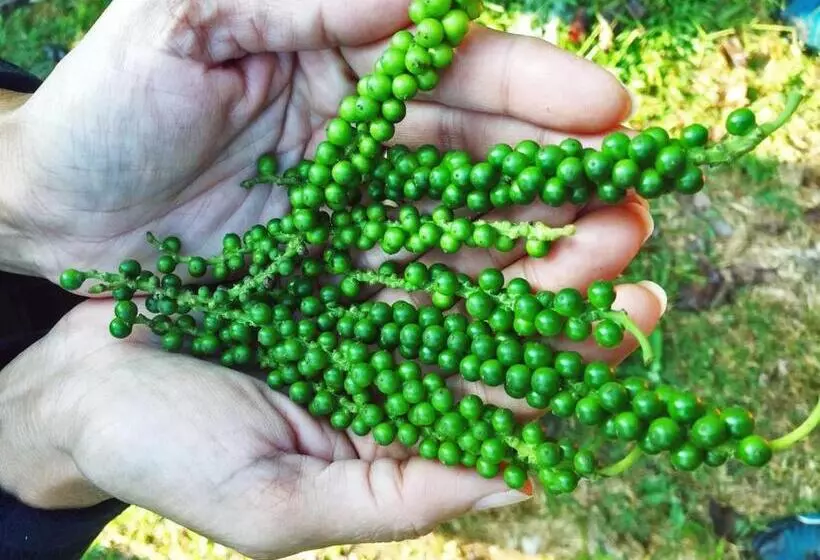 Lomakeskus Turtle Pond Home Stay