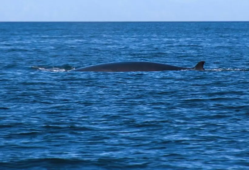 فندق Hospedaje Mulege