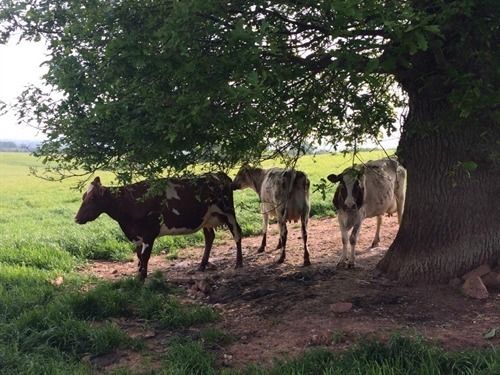 Huntstile Organic Farm