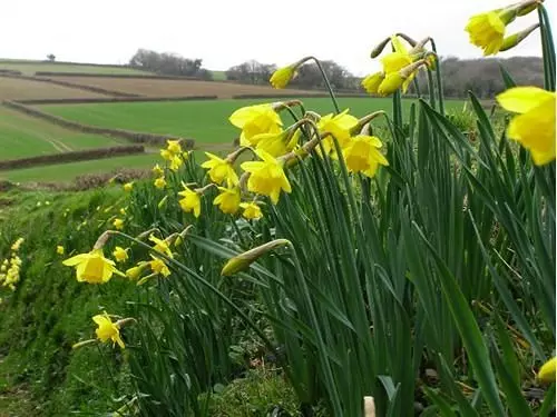 Bed and Breakfast Cadson Manor