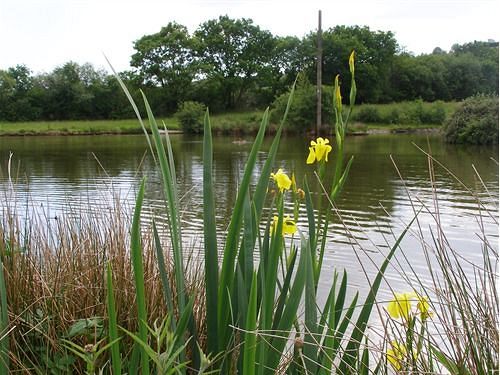 צימר Cadson Manor