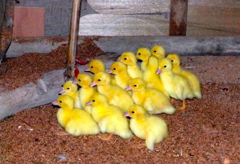 בית מלון כפרי Rice Barn And Rooms