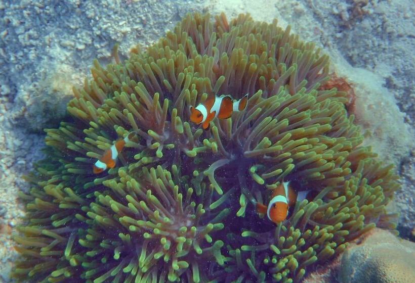 Hotel The Cliff Lipe