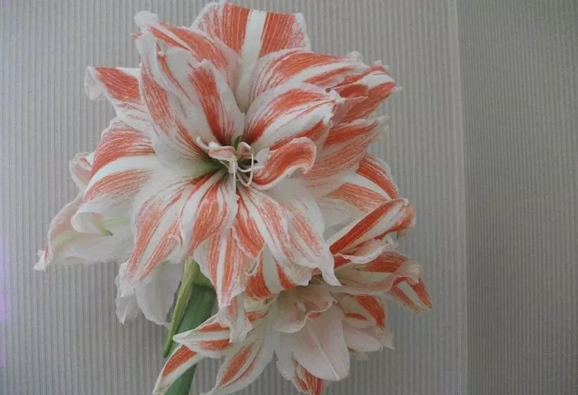 פנסיון Amber House