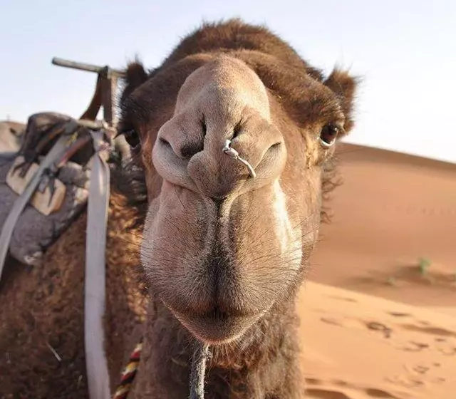 تختخواب و صبحانه Camp Sahara Majestic