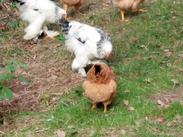 فندق ريفى Agriturismo La Giassara