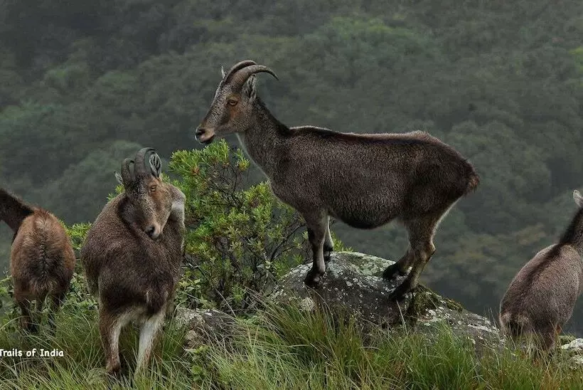 Atlas Airport Hotel Apartment