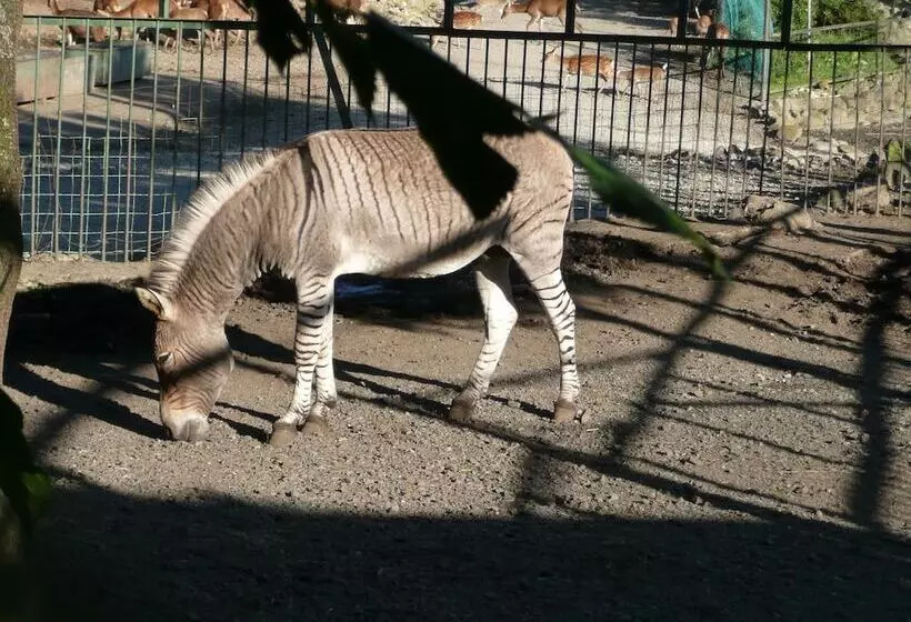 Отель Scotch Court