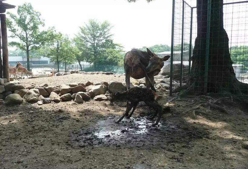 Отель Scotch Court