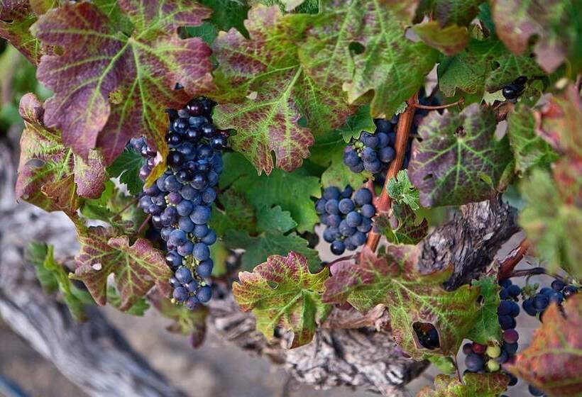 Отель Aaldering Luxury Lodges