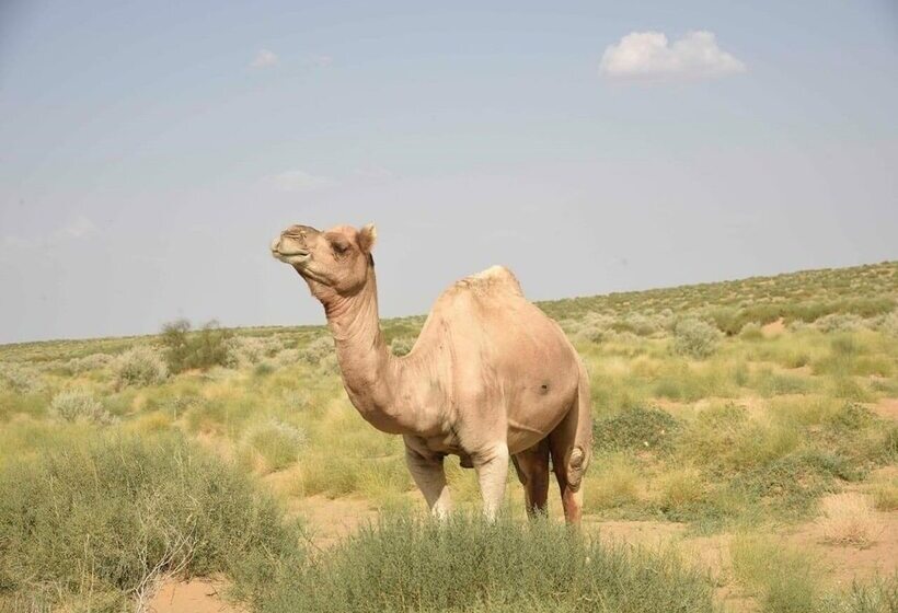 בית מלון כפרי Classic Fort Desert Camp