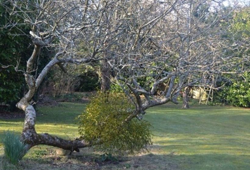 ホテル Little Forest Lodge