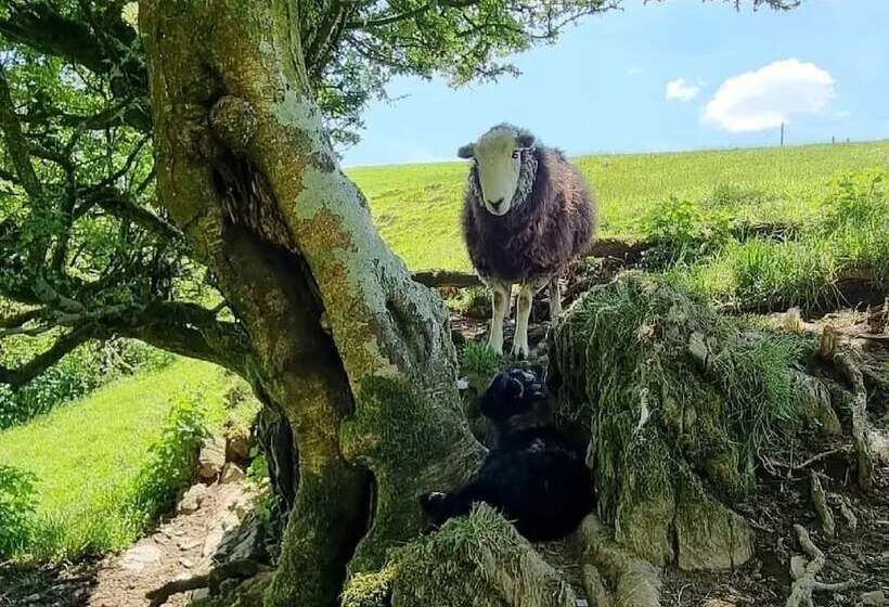 Отель Forester S Retreat Glamping   Dinas View