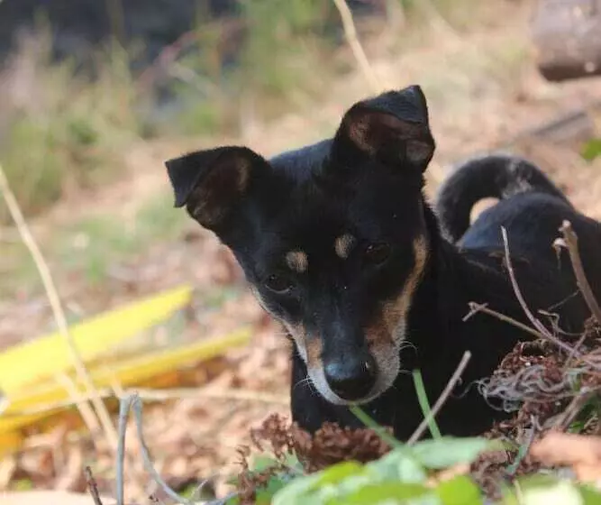 Hotelli Waldpension Pfeiferhaus