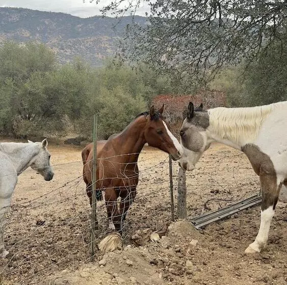 Off Grid 1 Bed Cabin In Yokuts Valley
