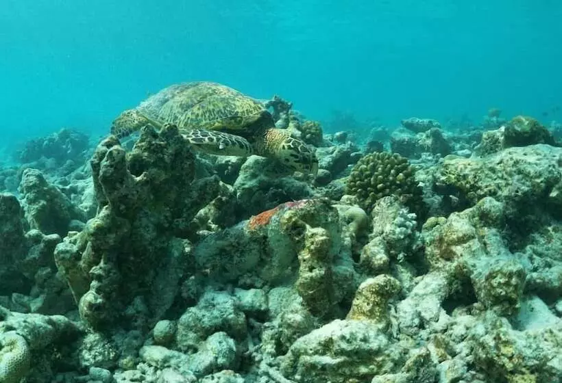 پانسیون One The Island