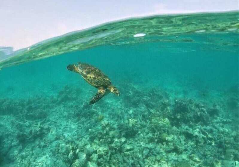 پانسیون One The Island