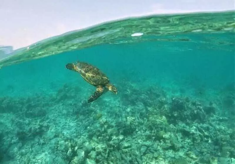 پانسیون One The Island