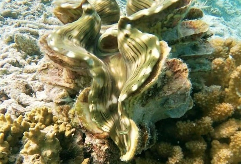 پانسیون One The Island