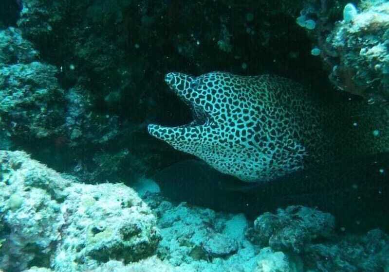 پانسیون One The Island