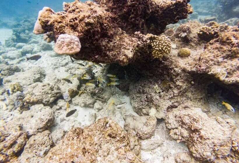 پانسیون One The Island