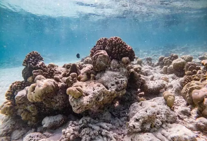 پانسیون One The Island