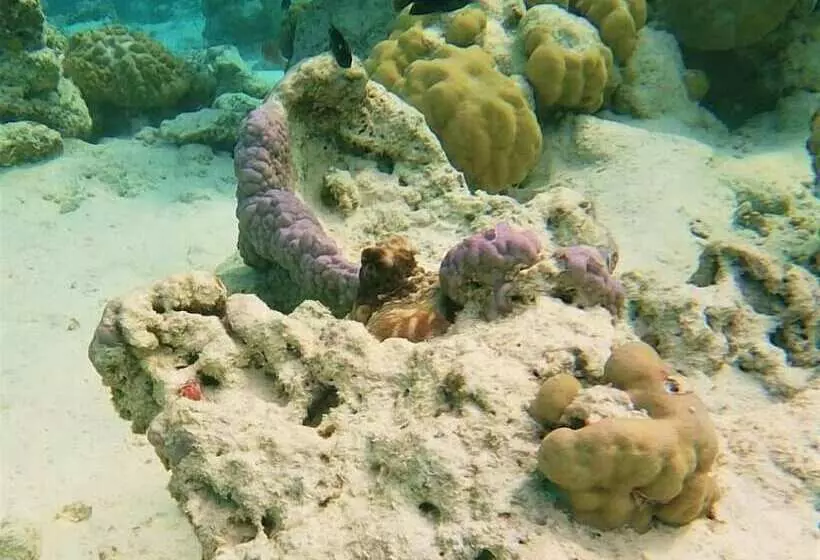 پانسیون One The Island