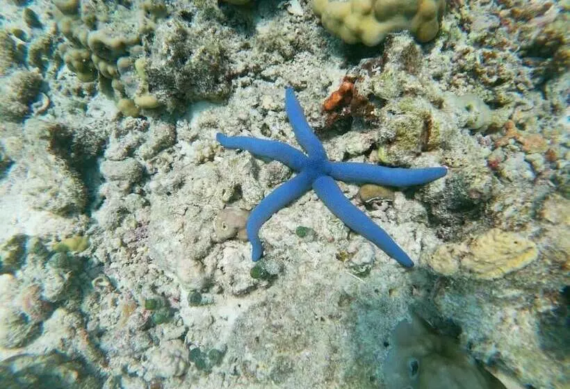 پانسیون One The Island