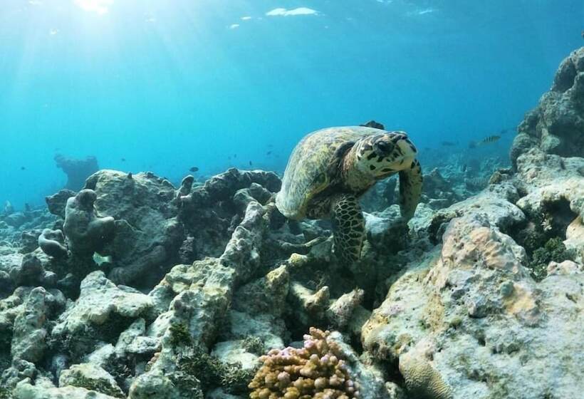 پانسیون One The Island