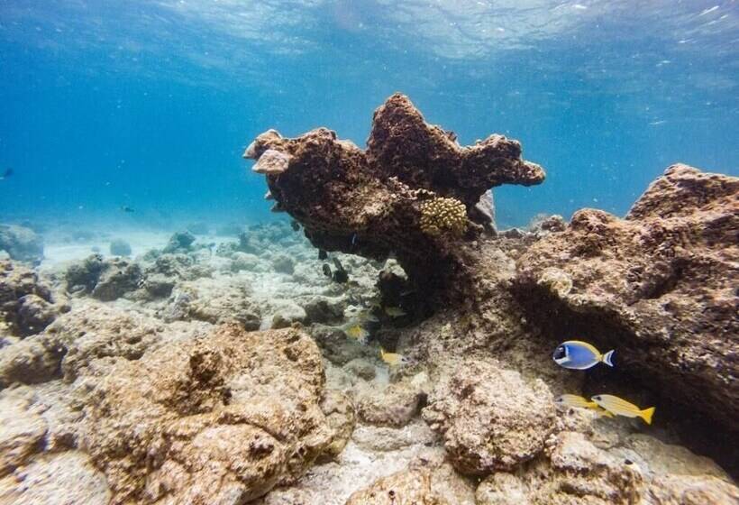 پانسیون One The Island