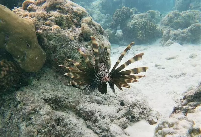 پانسیون One The Island