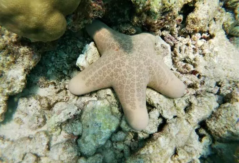 پانسیون One The Island