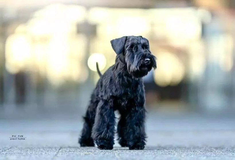 Aamiaismajoitus (B&B) Zenit Boutique Bb Olhao