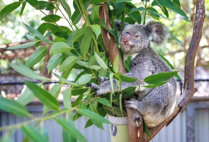 酒店 Roamer Magnetic Island Koala Park