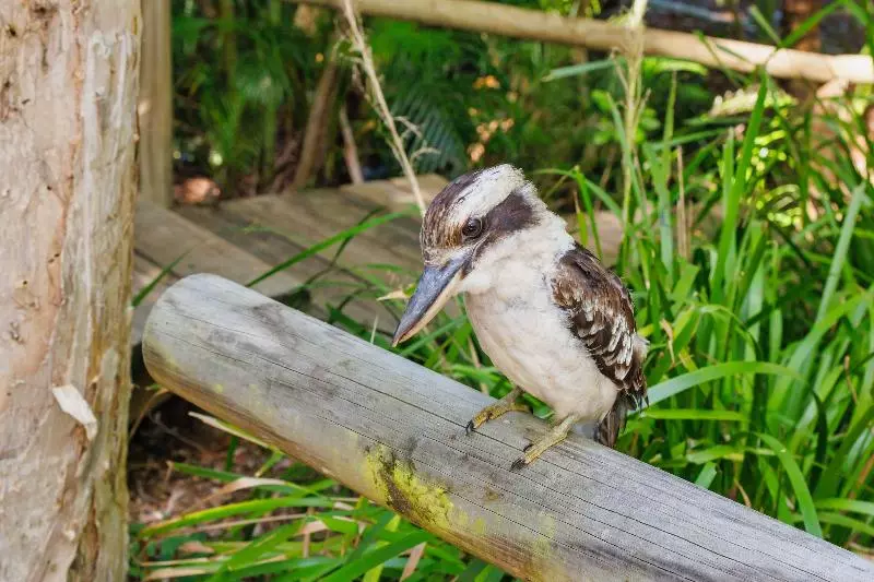 Hotelli Roamer Magnetic Island Koala Park