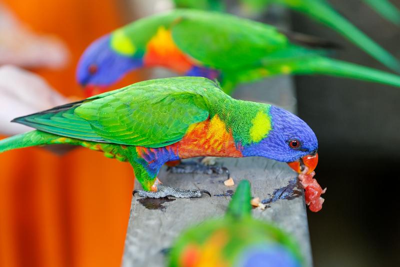 酒店 Roamer Magnetic Island Koala Park